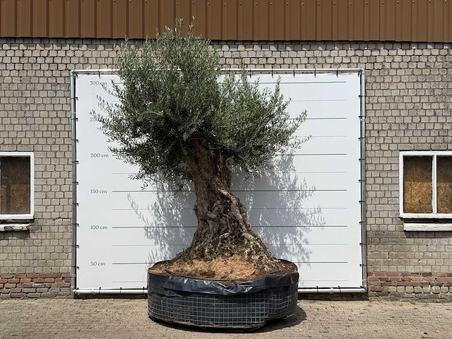Olijfboom bonsai piqual xxl - olea europaea - ca. 250 jaar oud - hoogte ca. 280 cm - afbeelding 1 van  9