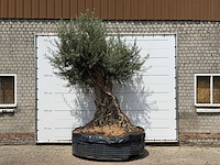 Olijfboom bonsai piqual xxl - olea europaea - ca. 250 jaar oud - hoogte ca. 280 cm