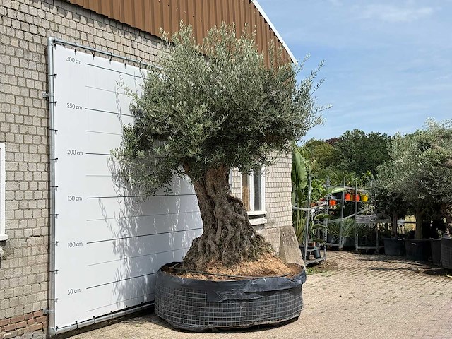 Olijfboom bonsai piqual xxl - olea europaea - ca. 250 jaar oud - hoogte ca. 280 cm - afbeelding 3 van  9