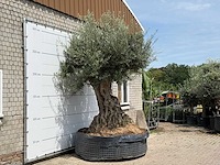 Olijfboom bonsai piqual xxl - olea europaea - ca. 250 jaar oud - hoogte ca. 280 cm - afbeelding 3 van  9