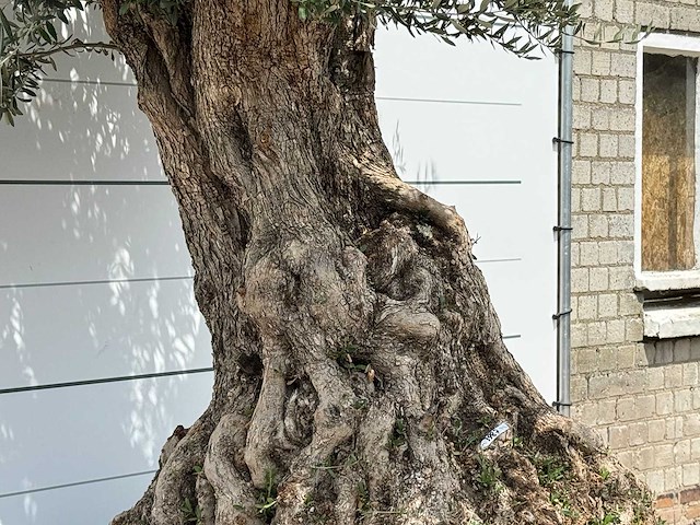 Olijfboom bonsai piqual xxl - olea europaea - ca. 250 jaar oud - hoogte ca. 280 cm - afbeelding 4 van  9