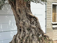 Olijfboom bonsai piqual xxl - olea europaea - ca. 250 jaar oud - hoogte ca. 280 cm - afbeelding 4 van  9