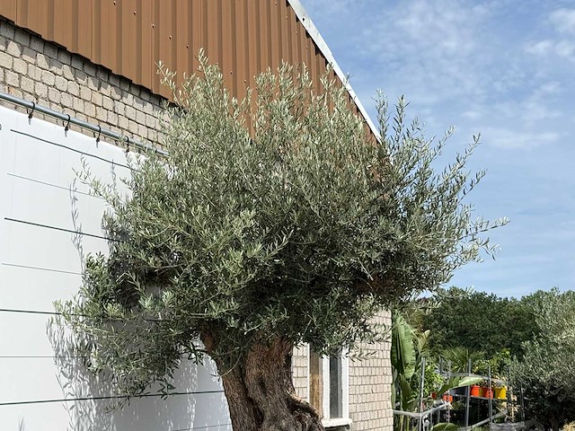 Olijfboom bonsai piqual xxl - olea europaea - ca. 250 jaar oud - hoogte ca. 280 cm - afbeelding 5 van  9