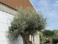 Olijfboom bonsai piqual xxl - olea europaea - ca. 250 jaar oud - hoogte ca. 280 cm - afbeelding 5 van  9