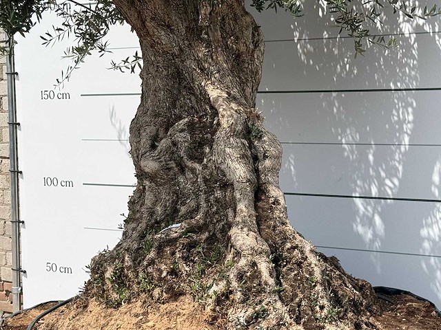 Olijfboom bonsai piqual xxl - olea europaea - ca. 250 jaar oud - hoogte ca. 280 cm - afbeelding 6 van  9