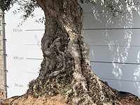 Olijfboom bonsai piqual xxl - olea europaea - ca. 250 jaar oud - hoogte ca. 280 cm - afbeelding 6 van  9