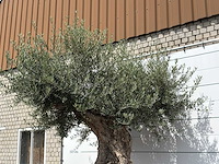 Olijfboom bonsai piqual xxl - olea europaea - ca. 250 jaar oud - hoogte ca. 280 cm - afbeelding 7 van  9