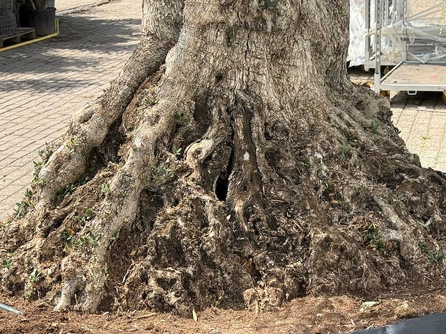 Olijfboom bonsai piqual xxl - olea europaea - ca. 250 jaar oud - hoogte ca. 280 cm - afbeelding 8 van  9