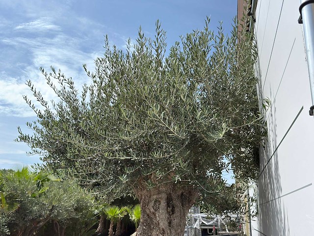 Olijfboom bonsai piqual xxl - olea europaea - ca. 250 jaar oud - hoogte ca. 280 cm - afbeelding 9 van  9