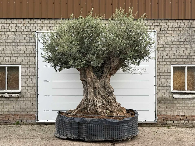 Olijfboom bonsai piqual xxl - olea europaea - ca. 250 jaar oud - hoogte ca. 280 cm - afbeelding 1 van  4