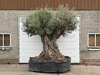 Olijfboom bonsai piqual xxl - olea europaea - ca. 250 jaar oud - hoogte ca. 280 cm