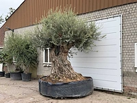 Olijfboom bonsai piqual xxl - olea europaea - ca. 250 jaar oud - hoogte ca. 280 cm - afbeelding 2 van  4