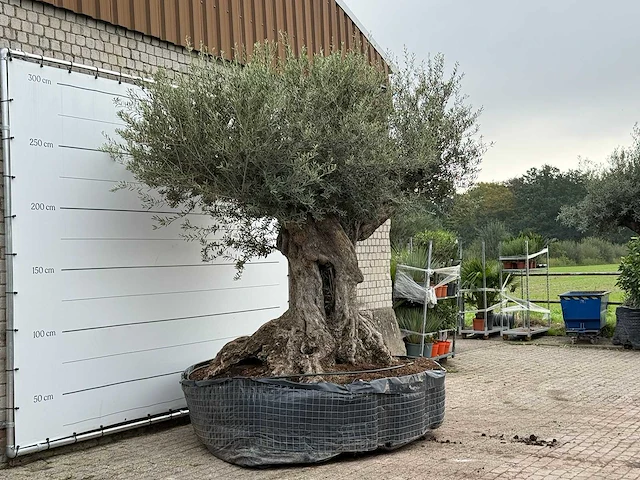 Olijfboom bonsai piqual xxl - olea europaea - ca. 250 jaar oud - hoogte ca. 280 cm - afbeelding 3 van  4