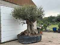 Olijfboom bonsai piqual xxl - olea europaea - ca. 250 jaar oud - hoogte ca. 280 cm - afbeelding 3 van  4