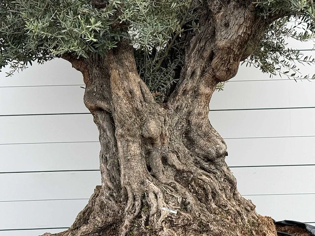 Olijfboom bonsai piqual xxl - olea europaea - ca. 250 jaar oud - hoogte ca. 280 cm - afbeelding 4 van  4