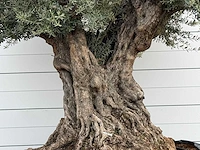 Olijfboom bonsai piqual xxl - olea europaea - ca. 250 jaar oud - hoogte ca. 280 cm - afbeelding 4 van  4