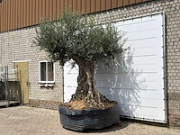 Olijfboom bonsai piqual xxl - olea europaea - ca. 250 jaar oud - hoogte ca. 280 cm - afbeelding 2 van  9