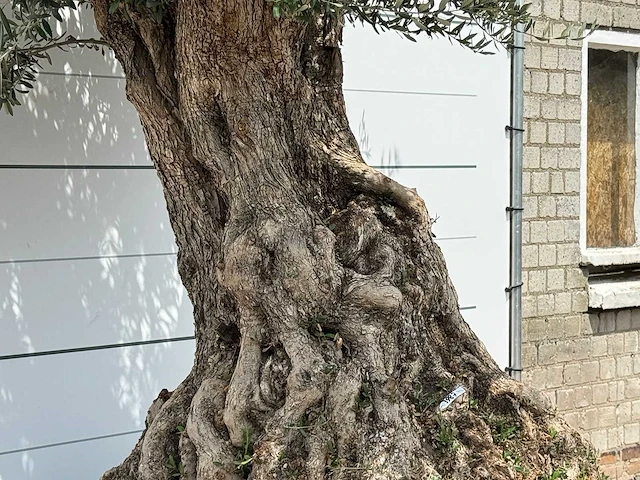 Olijfboom bonsai piqual xxl - olea europaea - ca. 250 jaar oud - hoogte ca. 280 cm - afbeelding 4 van  9