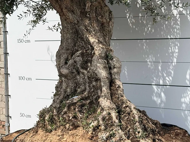Olijfboom bonsai piqual xxl - olea europaea - ca. 250 jaar oud - hoogte ca. 280 cm - afbeelding 6 van  9