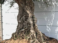 Olijfboom bonsai piqual xxl - olea europaea - ca. 250 jaar oud - hoogte ca. 280 cm - afbeelding 6 van  9