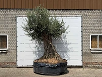 Olijfboom bonsai piqual xxl - olea europaea - ca. 250 jaar oud - hoogte ca. 280 cm