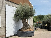Olijfboom bonsai piqual xxl - olea europaea - ca. 250 jaar oud - hoogte ca. 280 cm - afbeelding 3 van  9