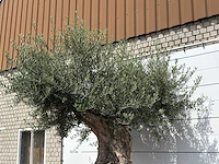 Olijfboom bonsai piqual xxl - olea europaea - ca. 250 jaar oud - hoogte ca. 280 cm - afbeelding 7 van  9