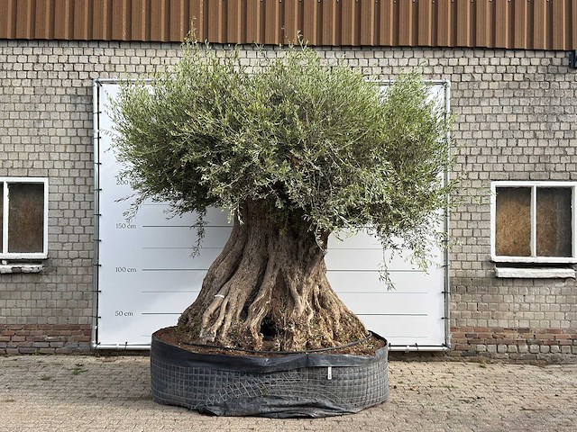 Olijfboom bonsai piqual xxl - olea europaea - ca. 350 jaar oud - hoogte ca. 280 cm - afbeelding 2 van  9
