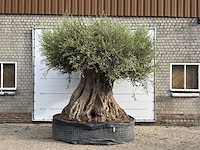 Olijfboom bonsai piqual xxl - olea europaea - ca. 350 jaar oud - hoogte ca. 280 cm - afbeelding 2 van  9