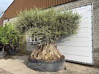 Olijfboom bonsai piqual xxl - olea europaea - ca. 350 jaar oud - hoogte ca. 280 cm - afbeelding 3 van  9