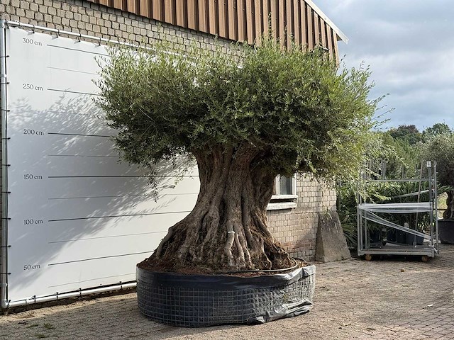 Olijfboom bonsai piqual xxl - olea europaea - ca. 350 jaar oud - hoogte ca. 280 cm - afbeelding 4 van  9