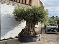 Olijfboom bonsai piqual xxl - olea europaea - ca. 350 jaar oud - hoogte ca. 280 cm - afbeelding 4 van  9
