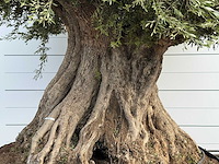 Olijfboom bonsai piqual xxl - olea europaea - ca. 350 jaar oud - hoogte ca. 280 cm - afbeelding 5 van  9