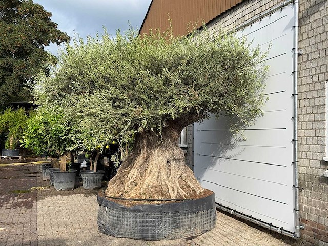 Olijfboom bonsai piqual xxl - olea europaea - ca. 350 jaar oud - hoogte ca. 280 cm - afbeelding 6 van  9