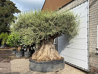 Olijfboom bonsai piqual xxl - olea europaea - ca. 350 jaar oud - hoogte ca. 280 cm - afbeelding 6 van  9