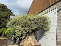 Olijfboom bonsai piqual xxl - olea europaea - ca. 350 jaar oud - hoogte ca. 280 cm - afbeelding 9 van  9