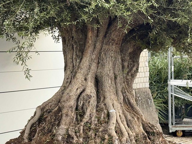 Olijfboom bonsai piqual xxl - olea europaea - ca. 350 jaar oud - hoogte ca. 280 cm - afbeelding 7 van  9