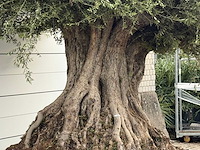 Olijfboom bonsai piqual xxl - olea europaea - ca. 350 jaar oud - hoogte ca. 280 cm - afbeelding 7 van  9