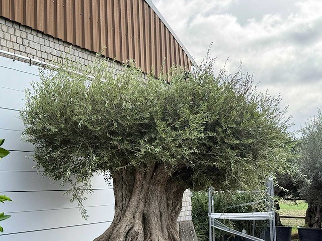 Olijfboom bonsai piqual xxl - olea europaea - ca. 350 jaar oud - hoogte ca. 280 cm - afbeelding 8 van  9