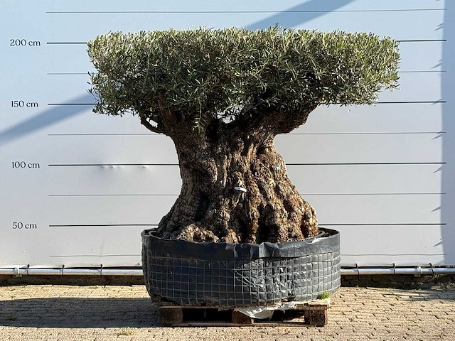 Olijfboom bonsai plaat xxl - olea europaea - ca. 200 jaar oud - hoogte ca. 200 cm - afbeelding 1 van  6