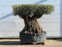 Olijfboom bonsai plaat xxl - olea europaea - ca. 200 jaar oud - hoogte ca. 200 cm - afbeelding 1 van  6