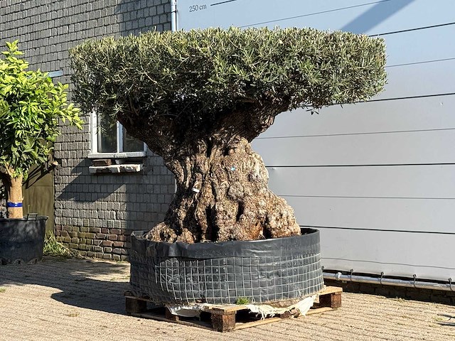 Olijfboom bonsai plaat xxl - olea europaea - ca. 200 jaar oud - hoogte ca. 200 cm - afbeelding 2 van  6