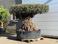 Olijfboom bonsai plaat xxl - olea europaea - ca. 200 jaar oud - hoogte ca. 200 cm - afbeelding 2 van  6