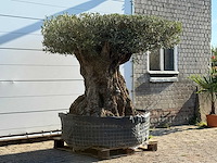 Olijfboom bonsai plaat xxl - olea europaea - ca. 200 jaar oud - hoogte ca. 200 cm - afbeelding 3 van  6