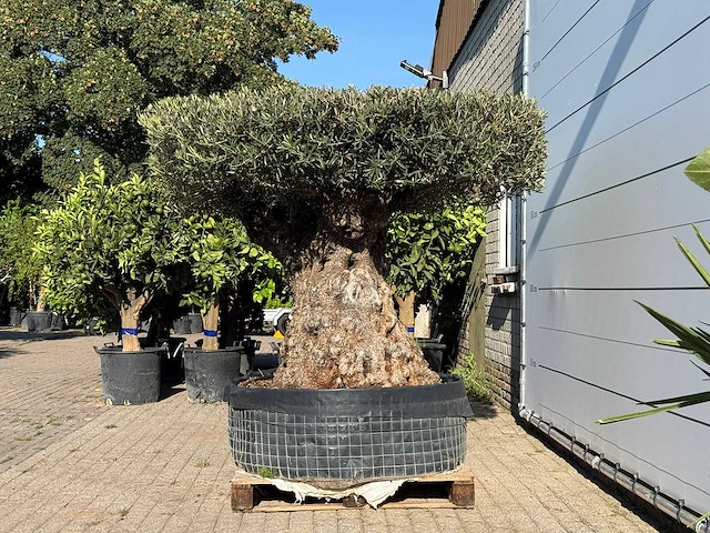 Olijfboom bonsai plaat xxl - olea europaea - ca. 200 jaar oud - hoogte ca. 200 cm - afbeelding 4 van  6