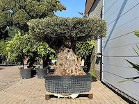 Olijfboom bonsai plaat xxl - olea europaea - ca. 200 jaar oud - hoogte ca. 200 cm - afbeelding 4 van  6