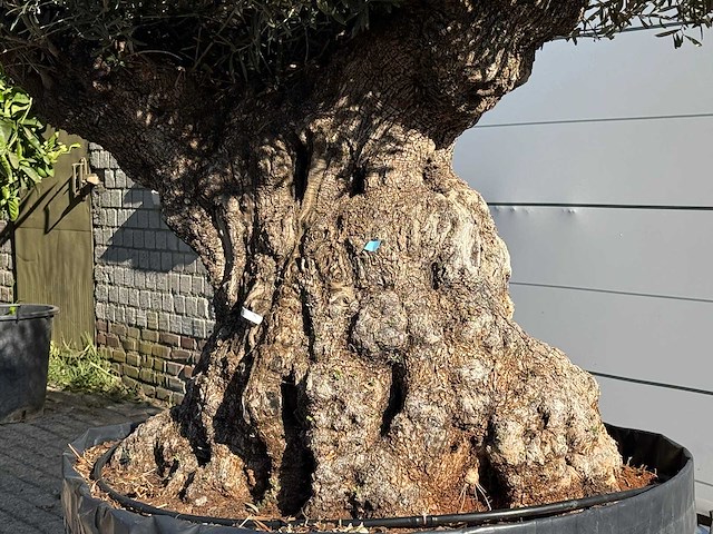 Olijfboom bonsai plaat xxl - olea europaea - ca. 200 jaar oud - hoogte ca. 200 cm - afbeelding 5 van  6