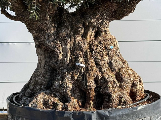 Olijfboom bonsai plaat xxl - olea europaea - ca. 200 jaar oud - hoogte ca. 200 cm - afbeelding 6 van  6
