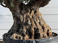 Olijfboom bonsai plaat xxl - olea europaea - ca. 200 jaar oud - hoogte ca. 200 cm - afbeelding 6 van  6