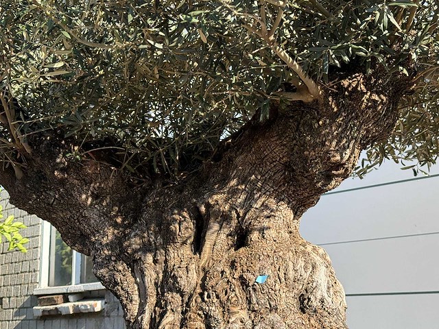 Olijfboom bonsai plaat xxl - olea europaea - ca. 200 jaar oud - hoogte ca. 200 cm - afbeelding 7 van  8